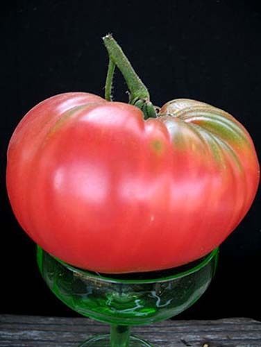 malinowe Pink Tomate Big . 12 semillas -